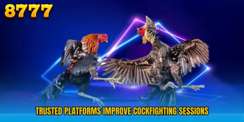 Trusted platforms improve Cockfighting sessions